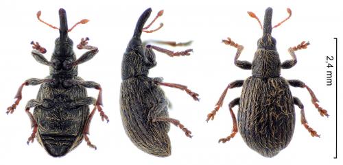 Trichopterapion holosericeum